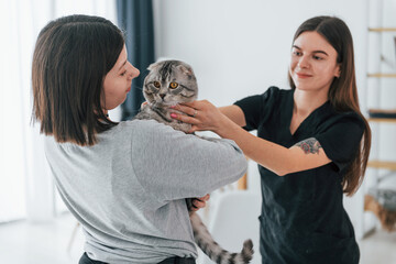 Owner holding animal. Scottish fold cat is in the grooming salon with female veterinarian