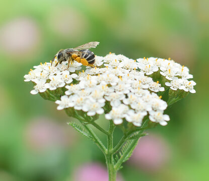 Close-up honey bee collects nectar on a Achillea millefolium yarrow flower on the background of a blurred summer flower meadow.Copy space. - Powered by Adobe