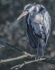 Obraz premium Gray Heron 1