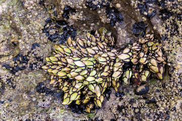 Naklejka na ściany i meble barnacles on a beach in northern spain, in asturias