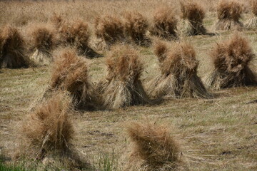 żniwa na polu w Gorcach, tradycyjne zbiory zbóż,
