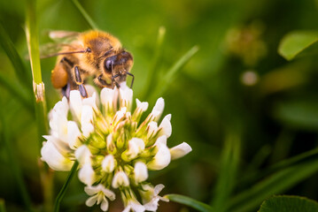 Closeup of honey bee at work on white clover flower collecting pollen, Bee background