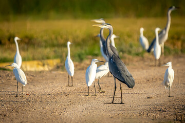 Group of herons of different species between rice fields in the Albufera of Valencia natural park. - 521052984