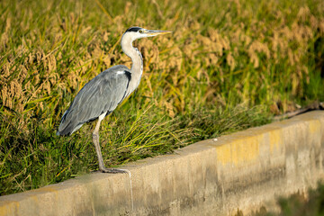 Gray heron between green rice fields in the Albufera of Valencia natural park. - 521052993