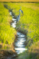Gray heron between green rice fields in the Albufera of Valencia natural park. - 521053112