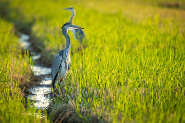 Gray heron between green rice fields in the Albufera of Valencia natural park. - 521053119