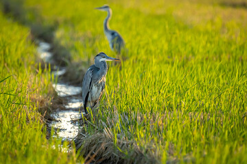Gray heron between green rice fields in the Albufera of Valencia natural park. - 521053135