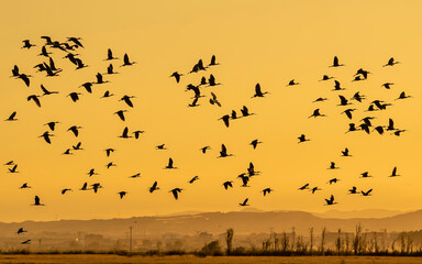 Flock of Glossy Ibis at sunset in the Albufera of Valencia natural park. - 521053154