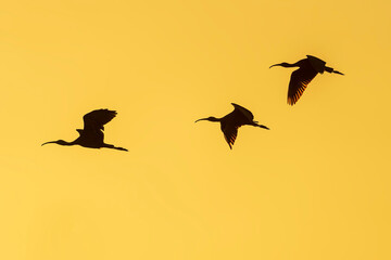 Flock of Glossy Ibis at sunset in the Albufera of Valencia natural park. - 521053158