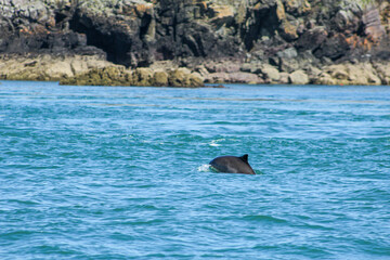 dolphin jumping out of water