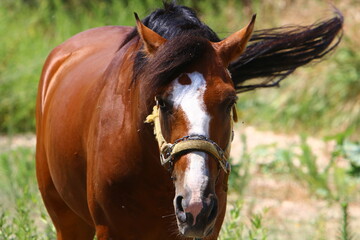 Naklejka na ściany i meble Horse at the stable in Israel.