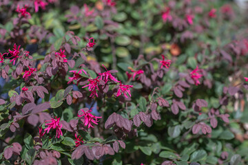 purple flowers and leaves background