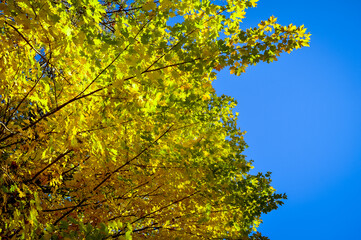 Yellow maple leaves against blue sky