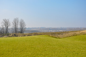 Landscape with trees, green grass and sky