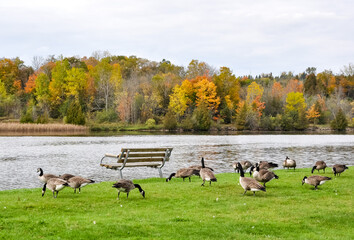 Canada geese in autumn landscape