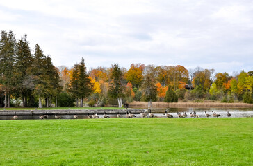 Fototapeta na wymiar Autumn landscape in the park