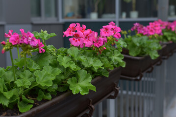 Bright pink flowers in a flower bed