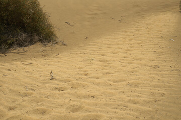 Sandy Dunes up close