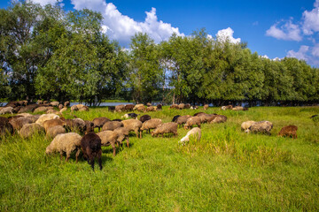 Goats and sheep eat grass in a meadow in summer next to a pond and trees.