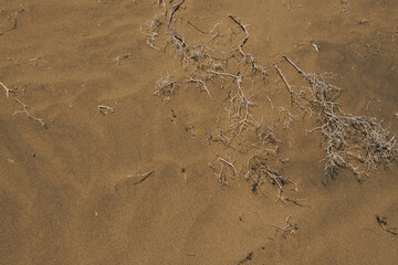 Sandy dunes 