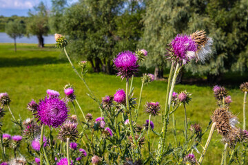 Crimson wildflowers in summer, close-up.