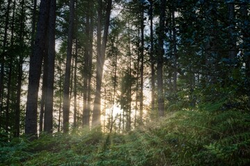 Sonnenstrahlen zwischen den Bäumen