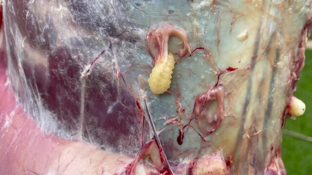 Botfly larvae nested under the skin of a deer and were discovered while skinning the roe deer 