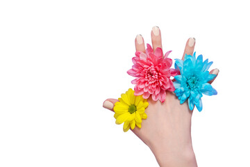 Woman hand and yellow, blue, pink flowers isolated on white background. Summer and spring concept. Fashion design and manicure. Top view and copy space. Mock up mother day