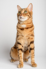 Bengal cat in full length on a white background.