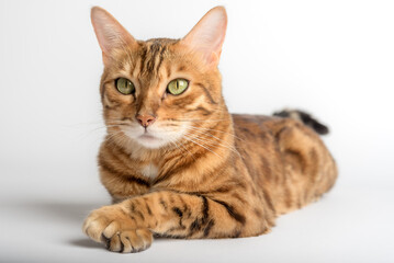 Bengal cat lies on a white background.