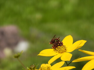 Sicus ferrugineus flies mating in summer