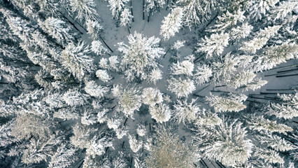 Aerial top view of coniferous winter forest. Clip. Flying above frozen trees and snow covered ground of dense forest.