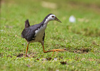 A White Chested water hen strolling on a ground