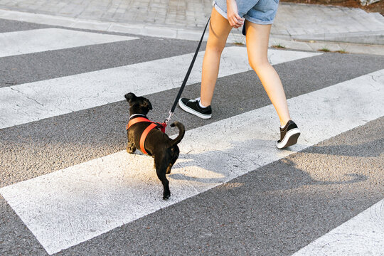 Young Woman With Dog Crossing Road