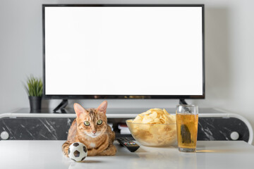 Cat, beer and snacks on the background of a blank TV screen.
