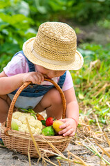 A child with a harvest of vegetables in the garden. Selective focus.