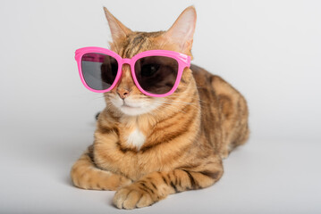 Portrait of a Bengal cat in colored sunglasses on a background