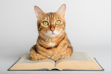 Smart Bengal cat and books on a white background.