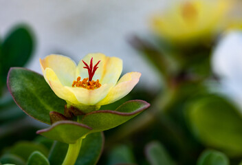 Obraz premium Detail of yellow purslane flowers (Portulaca grandiflora) in the garden