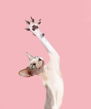 Portrait funny sphynx cat high-five. Isolated on pink pastel background