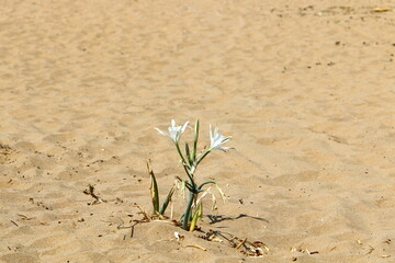 Sand dune on the shores of the Mediterranean Sea in northern Israel.