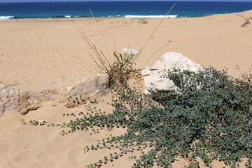 Sand dune on the shores of the Mediterranean Sea in northern Israel.