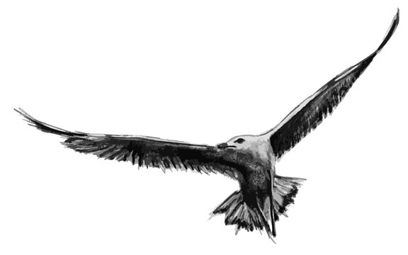 Seagull bird flying in the air, black and white vectror image on white background