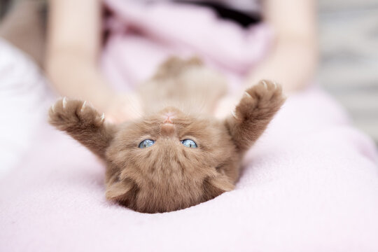 Britisch Kurzhaar Kitten Katze edel und imposant