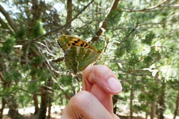 butterfly on hand