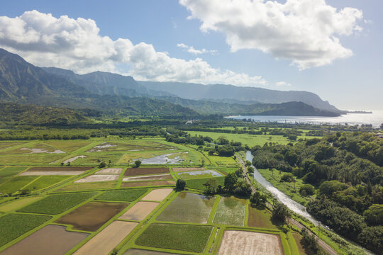 Taro Farms Hanalei, Hawaii