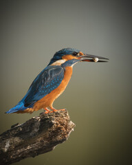 Eisvogel mit Fisch