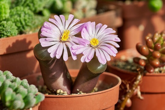 Ophthalmophyllum friedrichiae succulent blooms with pink flowers. The beautiful tiny groundcover Conophytum succulent in a red pot. Succulents collection