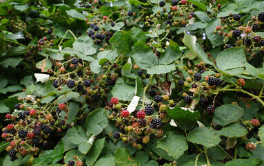 Ripening blackberries grow here in large masses. Location: Neuenhaus, Germany