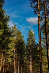 forest in autumn